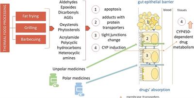 Possible interactions between selected food processing and medications